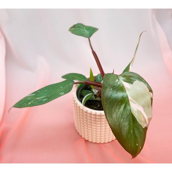 Pink Princess Philodendron 4" US Seller | RARE Pot - Picture 1 of 4